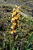 Fioritura'incontrata lungo la fascia subalpina dal parco Jotunheimen, Norvegia.